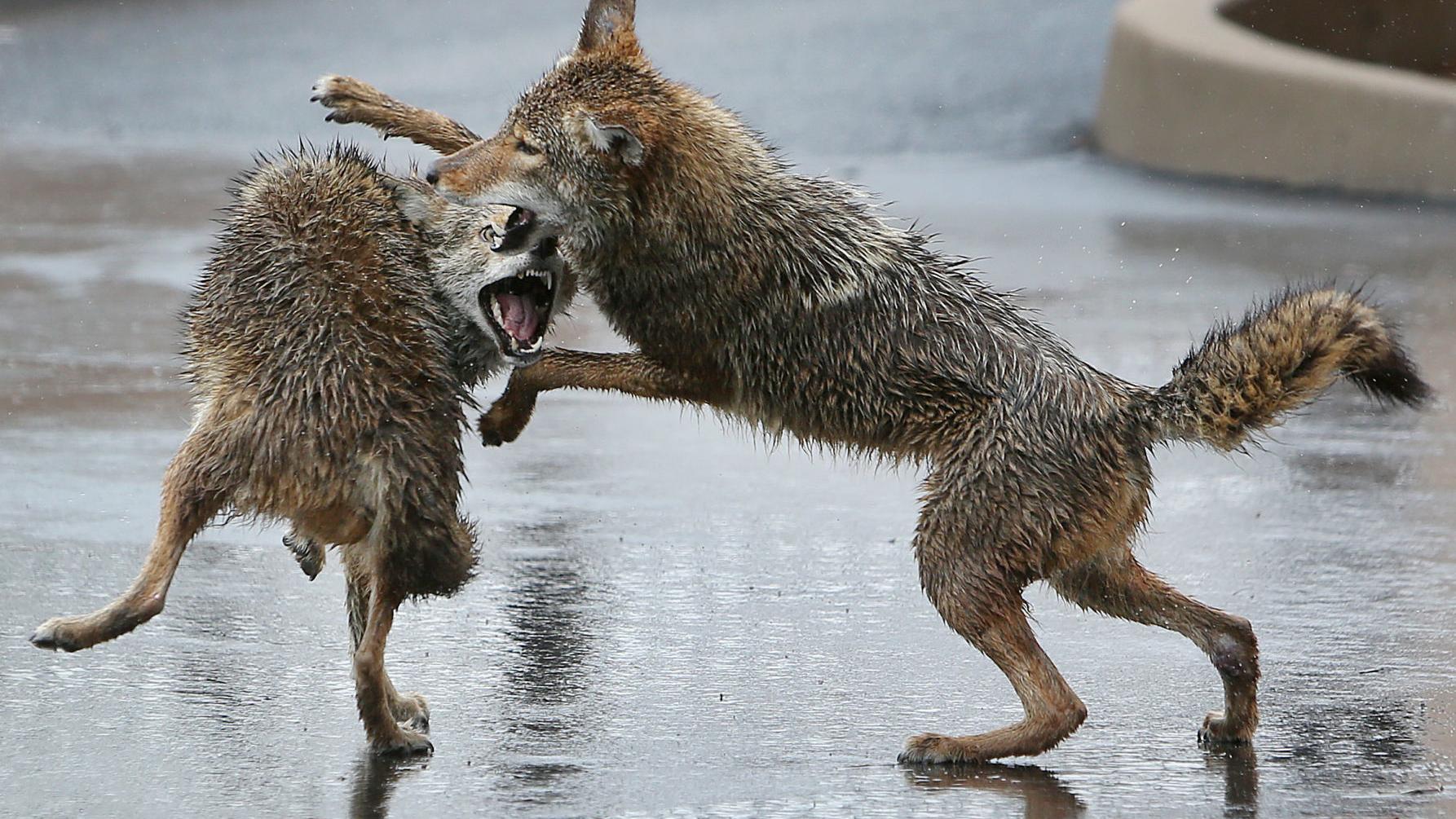 Paintball guns to be used to try to move coyotes out of Tucson neighborhood
